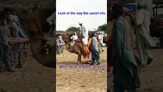 Look at the way the camel sits ||Driving the camel