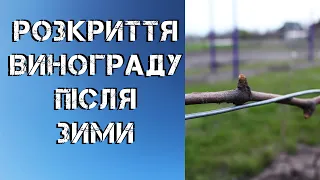 Розкриття винограду після зими