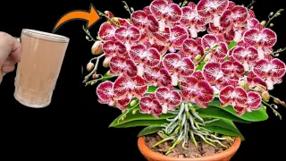 Just 1 cup !  orchids took root and bloomed throughout the four seasons