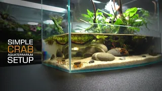 Setup Crab Tank Aquaterrauium l Paludarium l stepbystep l STARTING GUIDE FOR BEGINNERS