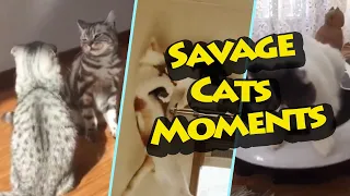 🐱Cats Funny Videos 2021😻try not to laugh | funny cat videos | funny cat fights