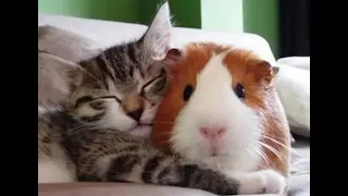 😺 You are my sweet!🐕 Compilation of funny animal videos for a good mood! 😺