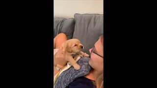 Puppy Getting Kissed by Girl as He Calls for Mom