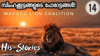 THE MAPOGO LION COALITION | WAR OF LIONS | HIS-STORIES | JULIUS MANUEL