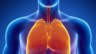 Parts of Respiratory System - Quick look