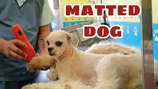 The Worst shaving matted dog