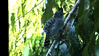 Encounter with the Enchanting Barred Antshrike: Captivating Vocal Performance in Panama