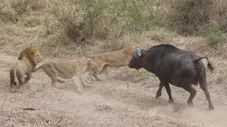 LIONS vs 'DAGGA BOYS'