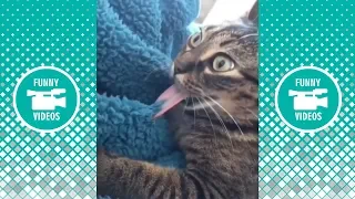 TRY NOT TO LAUGH - Funny Cute Animals Compilation February 2019