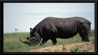 African Rhino | Vintage Photos |  Framed Art Screensaver | 4K Art