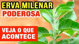 Benefícios da ASHWAGANDHA - Poderosa Erva para Saúde -  Inflamação, Imunidade, Diabetes, Pressão,...