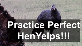 Wild Turkey Calling Perfect Natural Yelps