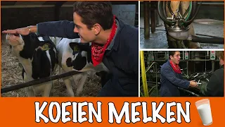 Waar komt jouw melk vandaan? Van koe tot koelkast! | DierenpraatTV