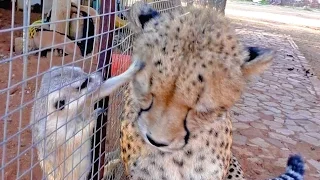 African Cheetah Versus Meerkats | Big Cat Gets Small Animal to Groom Him & Then Purrs | Loves It