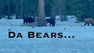 It's May.... Still Snowing... Let's go Ski! + Bears in South Lake Tahoe. 5/3-4/23