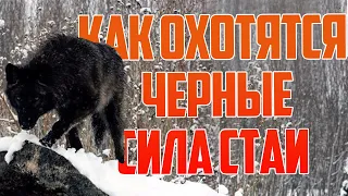 А вы знаете как устроена волчья стая? Черный волк из Резисты