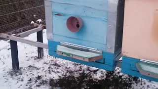 Опустился ли клуб пчёл во время мороза.Зимовка на Дно сетка.