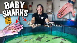 I Bought Baby SHARKS For My Saltwater Pond!