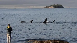 Pod of Orcas - NRKW - Bowen Island