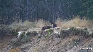 Bear Families 402 & 811 Hanging Out on the Cut Bank - 10/23/23 - Brooks Falls - EXPLORE.ORG