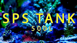 130g sps tank | reef tank 500l l морський акваріум 500л