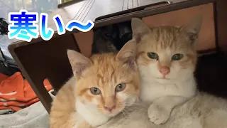 大寒波迫る・・・野良猫たち