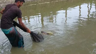 Fishing by Net ll Fish Catching Using by Cast Net in the Village Pond