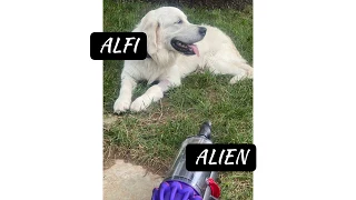 Alfi's Love Hate Relationship With Alien ( Vacuum Cleaner)