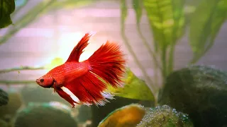 5 Most Common Betta Fish Illnesses (and How to Treat Them) #aquariumcoop