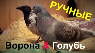 Болтливая ворона и голубь - липучка