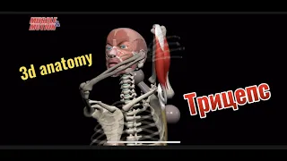 Трехглавая мышца плеча (трицепс). 3d anatomy MUSCLE MOTION