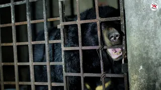 #Saddestbears 🆘 in Vietnam: Xuan and Mo need our help…now! | FOUR PAWS | www.four-paws.org