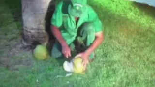 Punta Cana, Dominican Republic. Bavaro Princess Resort. Man cutting coconut. 2008