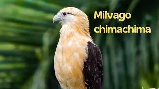 Milvago chimachima (Pigua) -Yellow headed Caracara