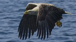 White Tailed Sea Eagles, Mull, June 2023