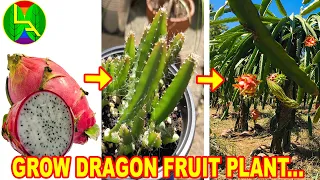 How to grow dragon fruit from seeds at home ?