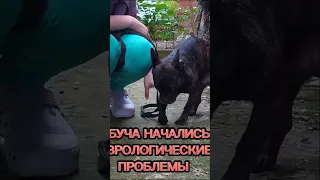 ‼️‼️ СПАСИТЕ МАЛЫША БУЧА!!!!!! У Буча месяц назад умерла хозяйка. У Буча начались неврологические