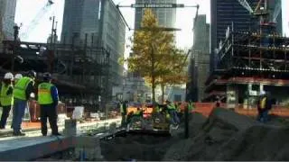 Trees from Millstone nursery bring life to Ground Zero site