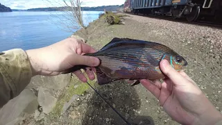 Fishing for Striped Perch in the Puget Sound