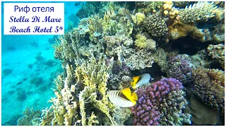 Коралловый РИФ и подводный мир отеля Stella Di Mare Beach Hotel & Spa 5* 🔥 ЕГИПЕТ 🇪🇬 ШАРМ ЕЛЬ ШЕЙХ