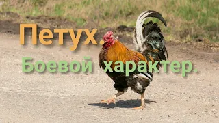 Петух. Боевой характер.