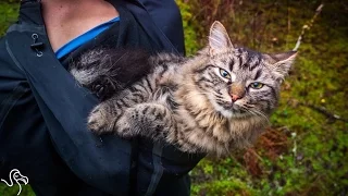 Cats Rescued From The Street Now Go Hiking And Camping