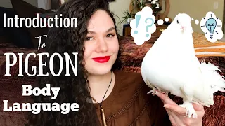 Introduction to Pigeon Body Language