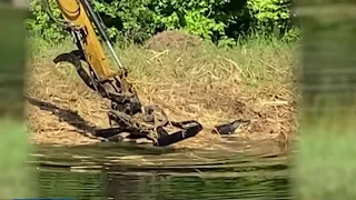 Man intentionally hit alligator with lawn mower, destroyed nest, wildlife officials say