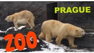 VLOG: Прага. День 30. Prague ZOO. Пражский Зоопарк Зимой