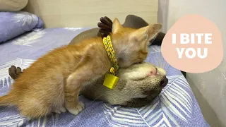Kitten bites otter when she sleeping for revenge