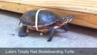 Skateboarding turtle