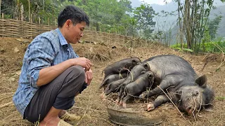 Harvest Sweet Potatoes Goes to the market sell - Taking care of pets | Solo Survival