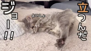 ジョーちゃんが自分で起きあがろうとしてます！がんばれジョー！！