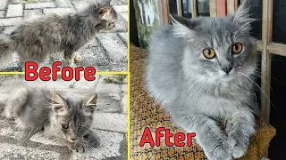 Kucing rescue setelah 3 bulan | Momo | Cat rescue | before n after